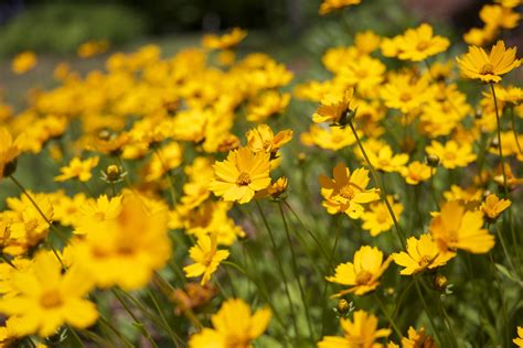 Beautiful Yellow Flowers Free Stock Photo Public Domain Pictures