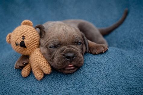 Cachorros Rec M Nascidos Cane Corso Formentino Cachorros De Cor T M