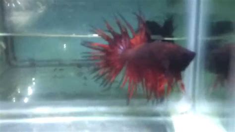 Betta Red Devil Crowntail Sold Youtube