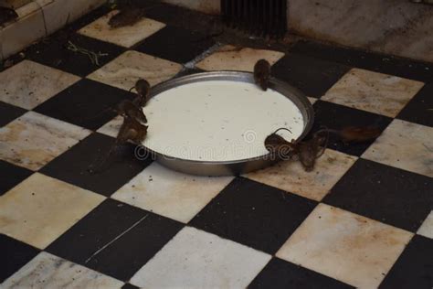 Rats Drinking Milk Inside A Bowl In Karni Mata Temple Also Known As