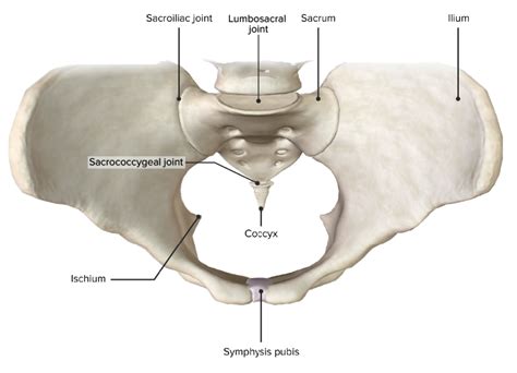 Pelvis Anatomía Concise Medical Knowledge