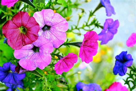 Morning Glory flowers 10020757 Stock Photo at Vecteezy