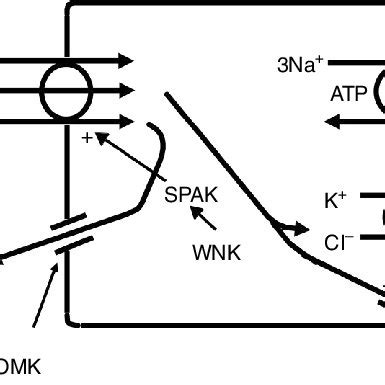 The Thick Ascending Limb Of The Loop Of Henle Absorbs Chloride Via