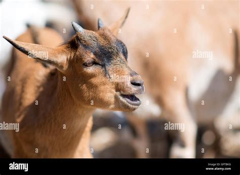 Close Up View Of Bleating Goat Stock Photo Alamy