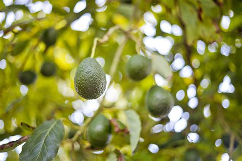 How To Grow And Care For Hass Avocado Trees