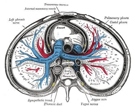 Pneumomediastinum - WikEM