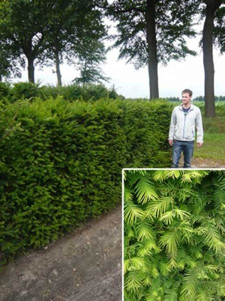 Eibe Heimische Eibe Fertighecke Heckenelement 150 Cm Taxus Baccata