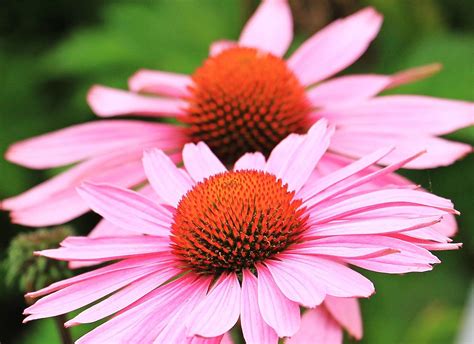 Zonnehoed Echinacea Purpurea Graszaaddirect