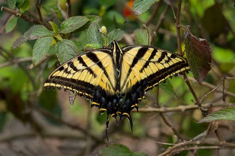 Papilio Multicaudata Multicaudata From Bosque De Chapultepec I Secc