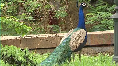 Peacock Rain Dance Video Ii Beautiful Peacock Dance In Rain Ii Peacock