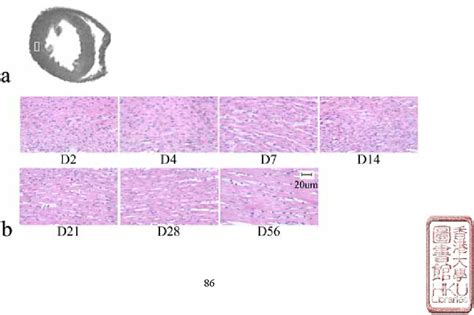 5 H & E stain histology was performed on one of the samples at each ...