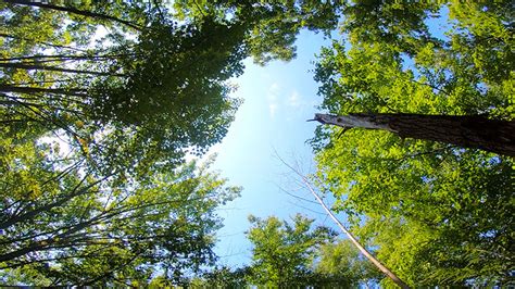 Sugar Notch Ridgetop Trail Discovernepa