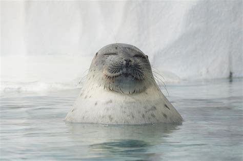Baby Ringed Seal