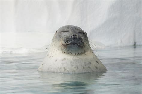 Ringed Seal Facts, Habitat, Diet, Life Cycle, Baby, Pictures