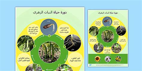 لوحة دورة حياة النبات الزهري - السنة الرابعة - العلوم