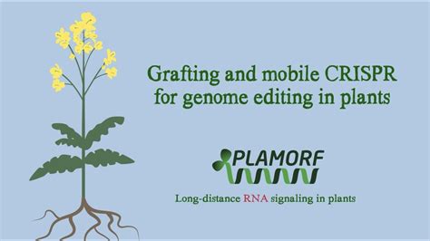 Grafting And Mobile Crispr For Genome Editing In Plants Youtube