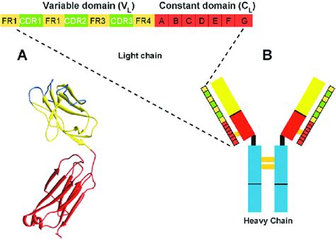 Primary Structure Of An Immunoglobulin Lc Consisting Of A Variable