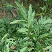 Cardamome Planter Et Cultiver PagesJaunes