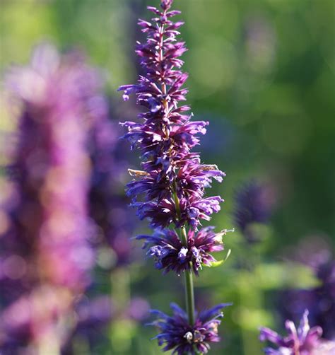 Duftnessel Purple Haze Agastache Foeniculum Purple Haze