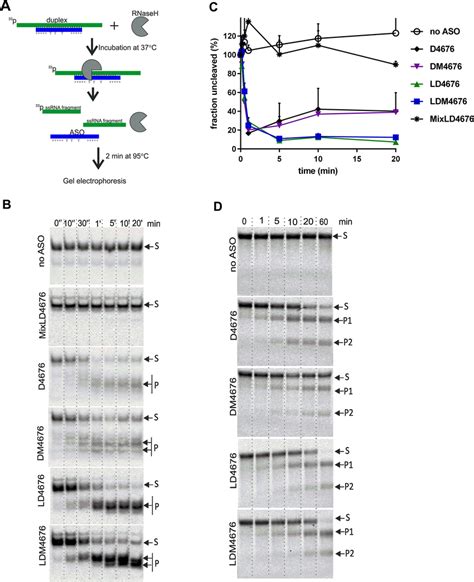 Rnase H Mediated Degradation Of Pre Formed Aso Rna Duplexes And In