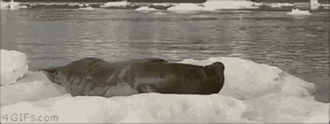 Lazy Seal GIF - Lazy Seal Awkward - Discover & Share GIFs