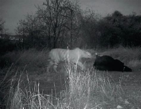 Tiger Hunts Cow Again Near Motherbull Farm Captured In Night Vision