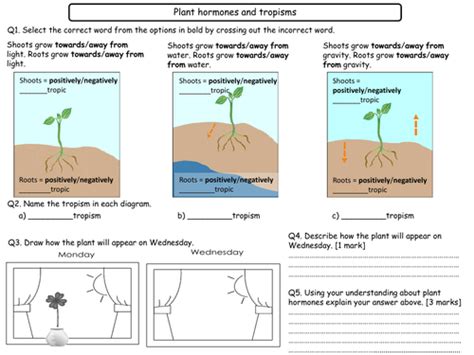 11 9 Plant Hormones And Responses Gcse Grade 1 9 Biology Only Triple Science Teaching Resources