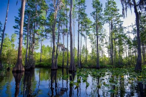 Pantano De Okefenokee 33763 Descarga A 1920x1200