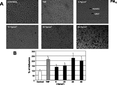 U937 Cells Adhesion To HUVEC Adhesion Of U937 Cells To HUVEC Was