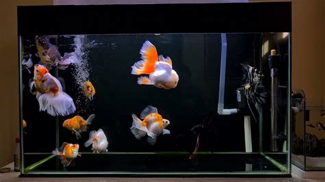 Aquarium Ikan Mas Koki Dengan Background Hitam Ranchu Oranda And Ryukin