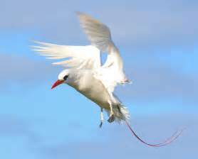 Red tailed tropicbird