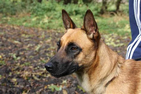 Belgian Shepherd Malinois - Profile | Care | Traits | Diet | Health - DogDwell