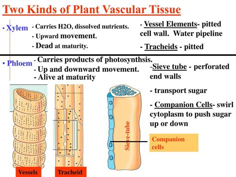 [DIAGRAM] Tracheids Pits Vessel Elements Xylem Cells Diagram ...