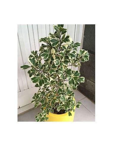 Rbol Del Amor Ficus Triangularis Variegado Planta En Venta En