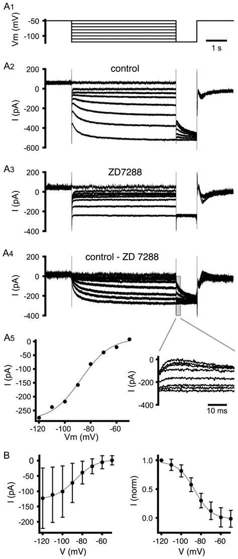 Voltage Dependence Of HCN Channel Activation A Representative Example