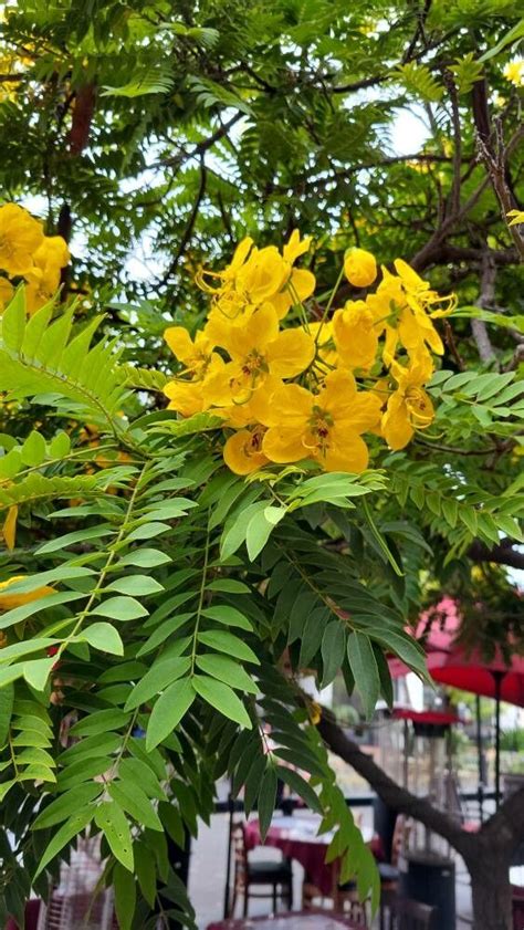 How To Grow Cassia Leptophylla Earthone