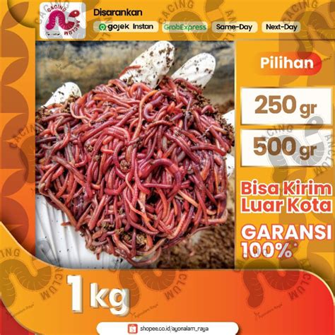 Jual Cacing Tanah Merah ANC Lumbricus Hidup 1Kg Kilo Shopee Indonesia