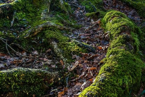 premium photo moss growing  rock  forest