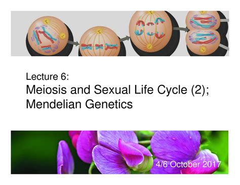 Mendel Law Lecture 6 Meiosis And Sexual Life Cycle 2meiosis And Sexual Life Cycle 2