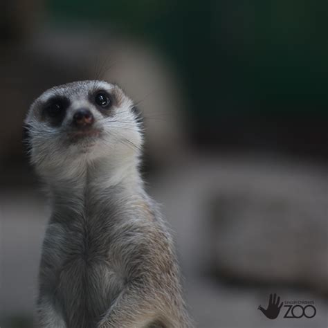 Homepage : Lincoln Children's Zoo