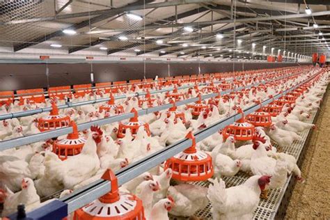 Broiler Breeder Management Modern Equipment And Poultry Feeding