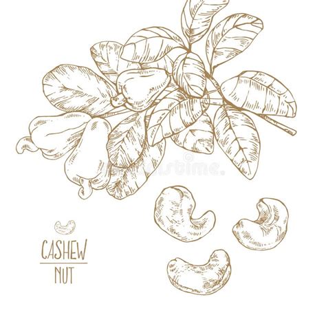 Hand Drawn Vector Ripe Cashew Nuts Illustration Stock Vector