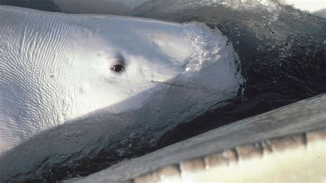 Hearing Tests On Wild Whales