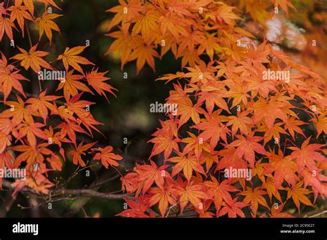 Japanese Maple Autumn Leaves Background Stock Photo Alamy