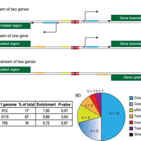 Orientation Of Intergenic Regions And Presence Of Regulatory Elements