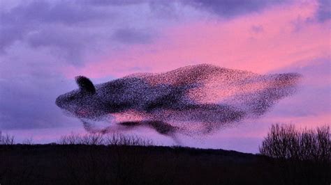 Lancashire Starlings Form Swirling Whale Shaped Murmuration Bbc News