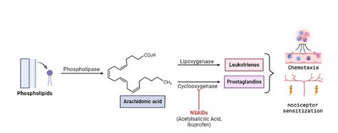 -Pathways involved in inflammation and the mechanism of action of ...