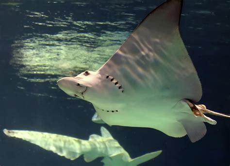 The Eagle Ray is a Cartilaginous Fish, Family Myliobatidae Photograph by Derrick Neill - Pixels