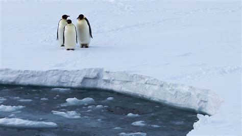 Melting Sea Ice Could Wipe Out 98 Of Emperor Penguins By The End Of