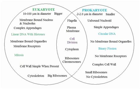 Prokaryotic And Eukaryotic Worksheet